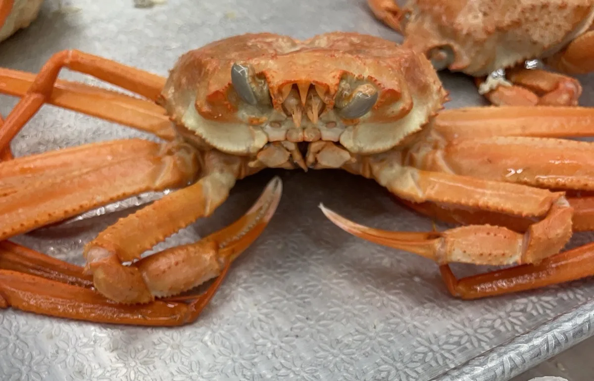 微食記 韓國釜山｜「홍게야 紅蟹呀」長腳蟹吃到飽