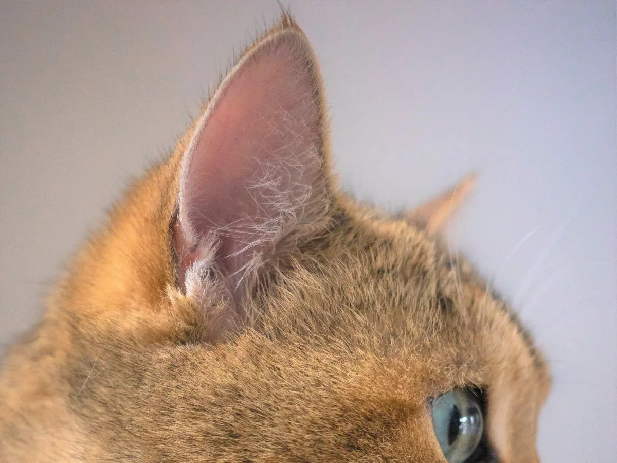 毛頭(もうとう)的中文意思是…