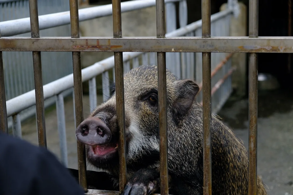 新北林口｜大客滿！台灣山豬城的超值臺菜，還有可愛動物區。
