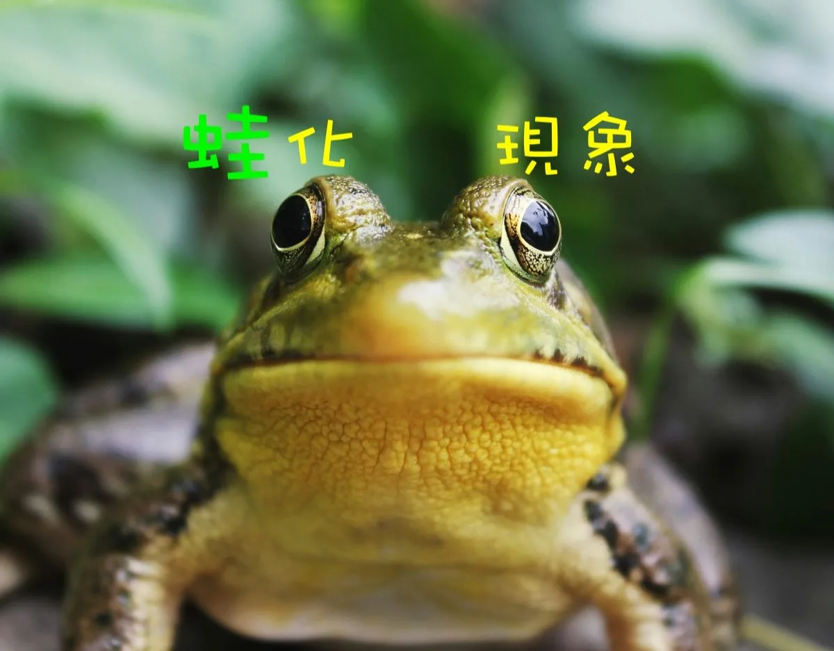 【徹底說明】蛙化現象分兩種你知道嗎？新舊蛙化的原因和例子看這篇就懂！