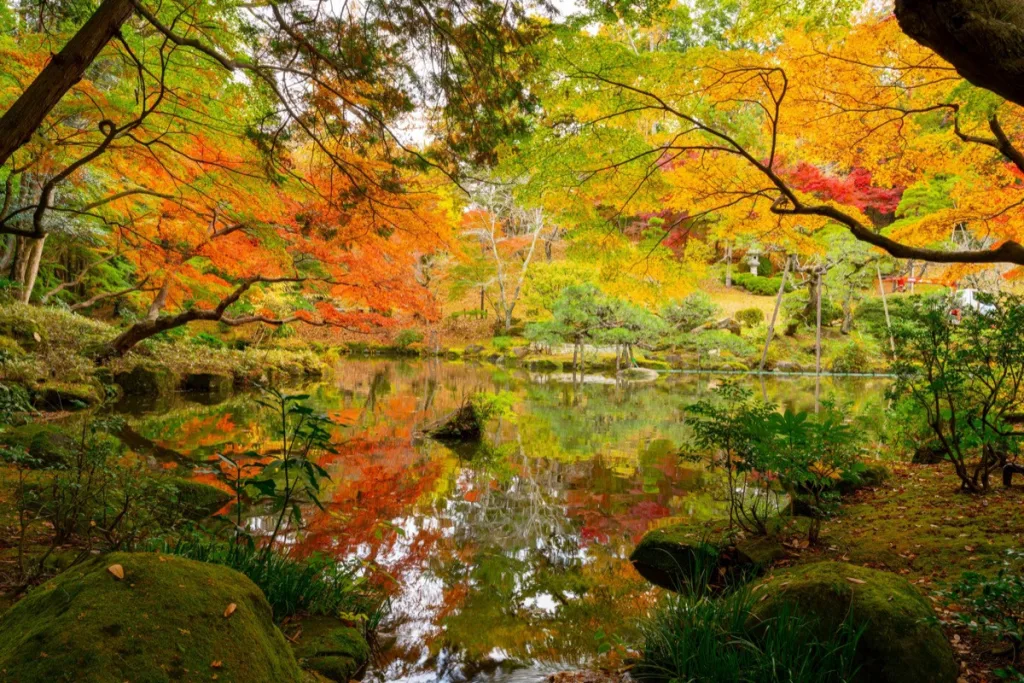 成田山公園 楓葉