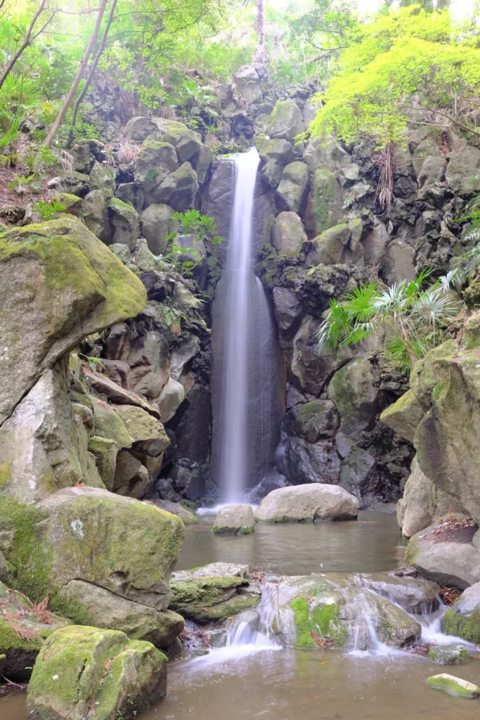 成田山公園 櫻花