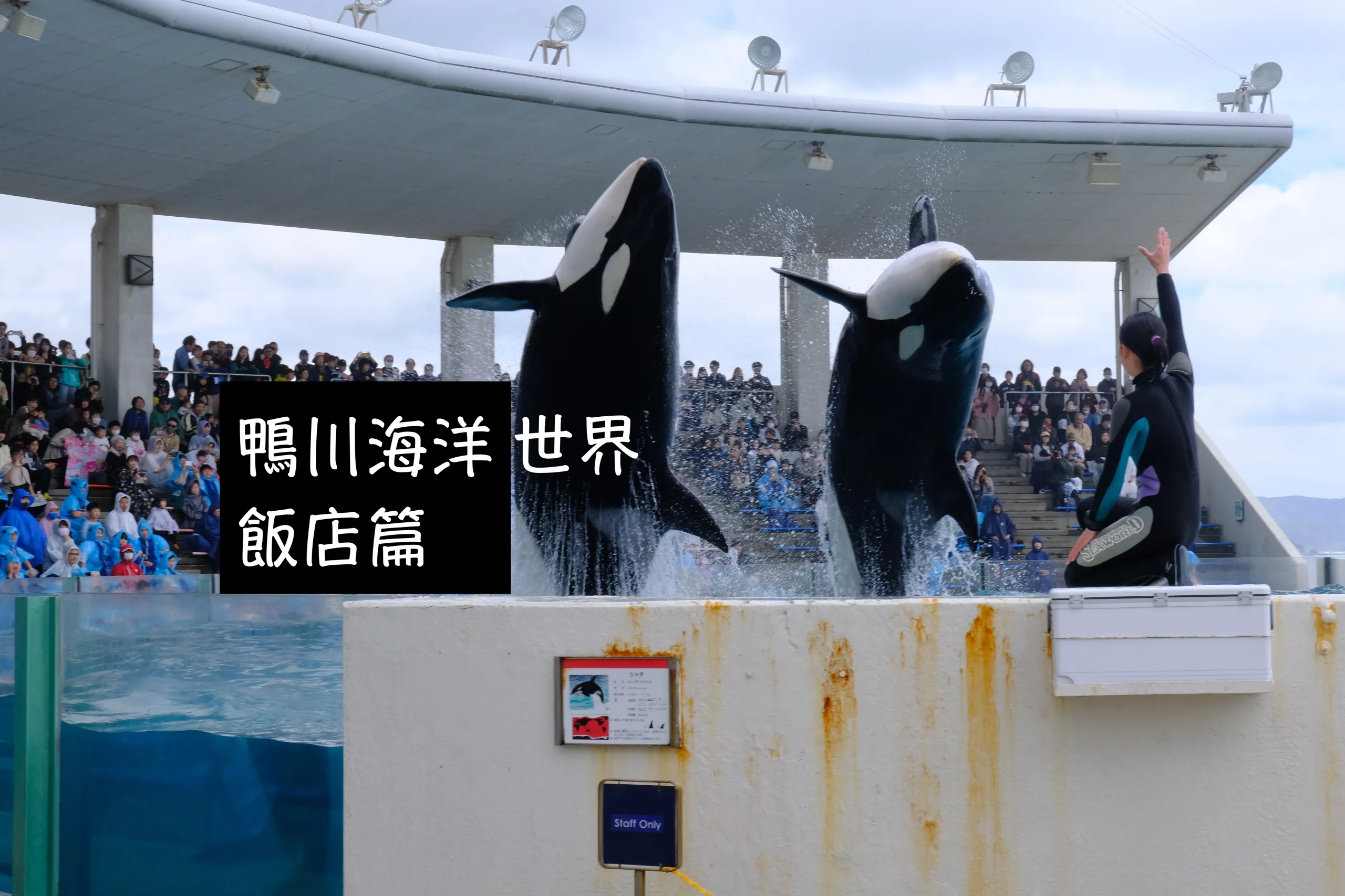 日本千葉｜鴨川海洋世界飯店 無敵海景 餐餐吃到飽 無限次進出水族館？！