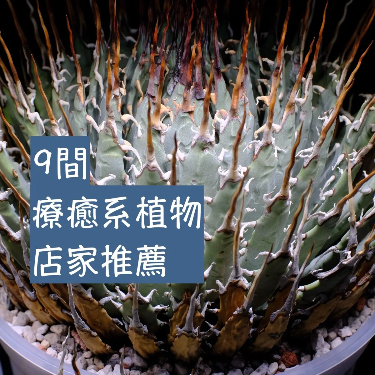 [2024版]9家超推薦的療癒植物店家 觀葉 食蟲 多肉 塊根 鹿角蕨 空氣鳳梨