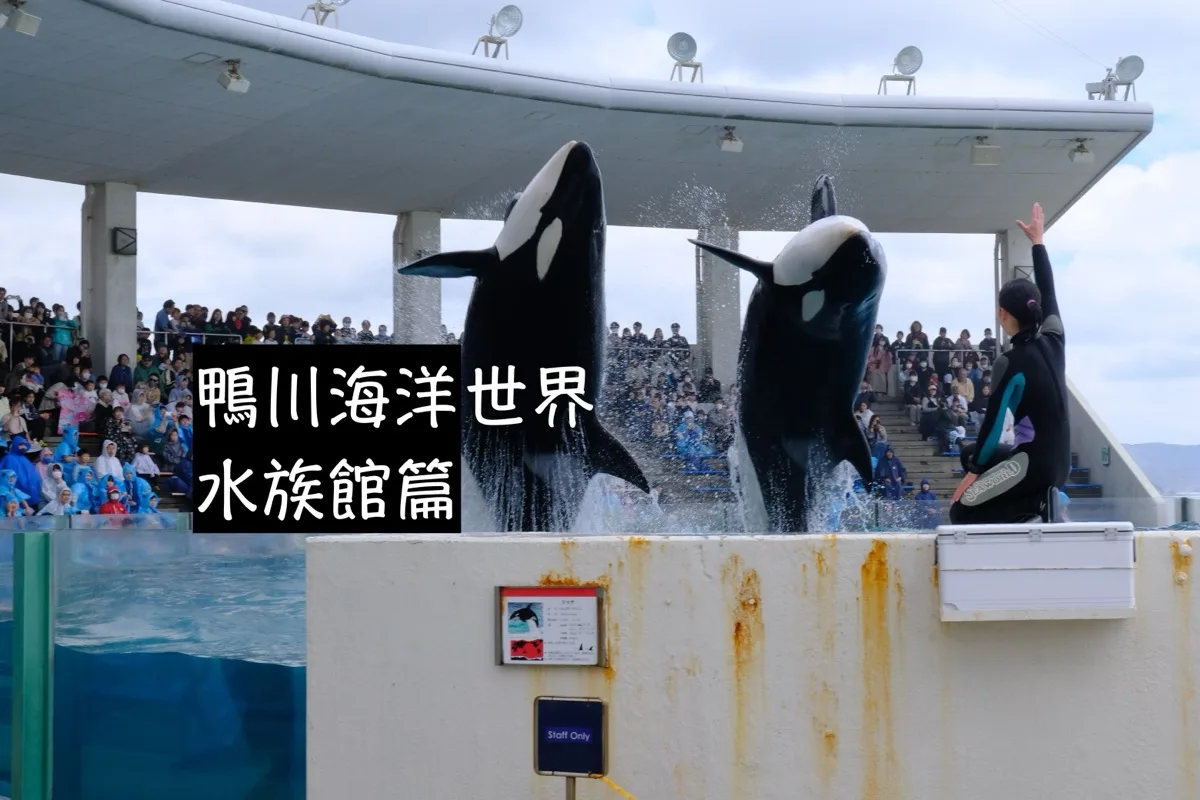 日本千葉｜鴨川海洋世界 虎鯨好可愛 我去過最棒的日本水族館