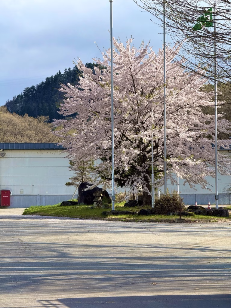 山形縣米澤某工廠前的櫻花樹